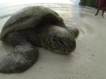 Mussau turtles face rough seas