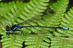 New species of damselfly from the Hindenburg Wall